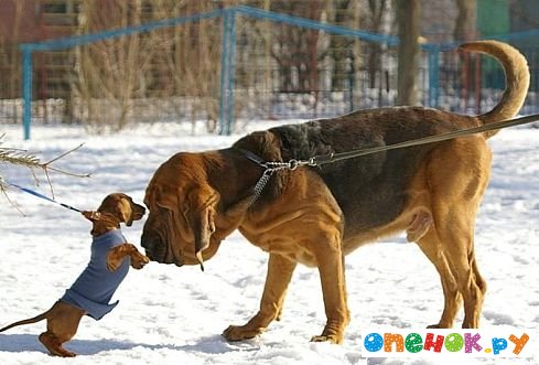 Позитив недели: Эти веселые смешные животные! (52 фото)