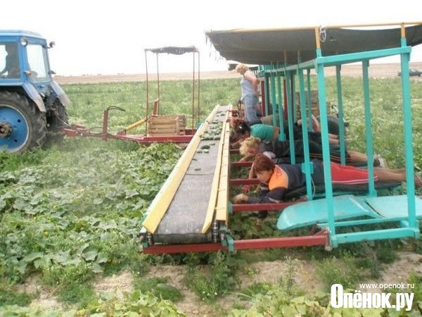 Подборка фотоприколов: "Чего только не увидишь в России" (14 фото)