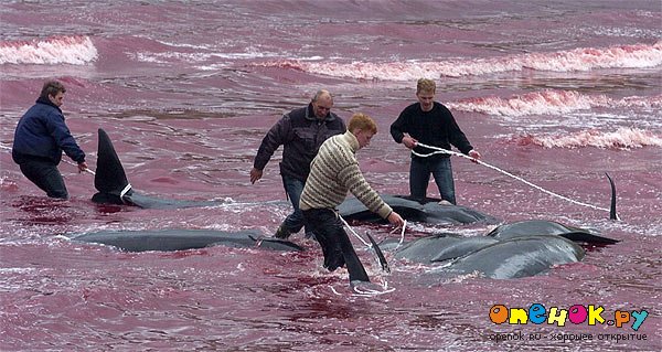 Убийство дельфинов!