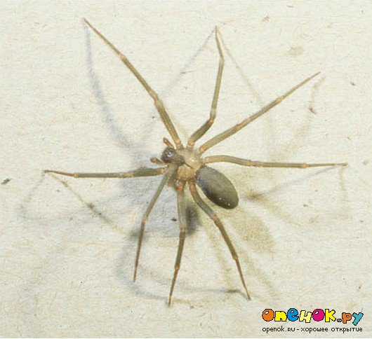 Последствия от укуса паука (5 фото)