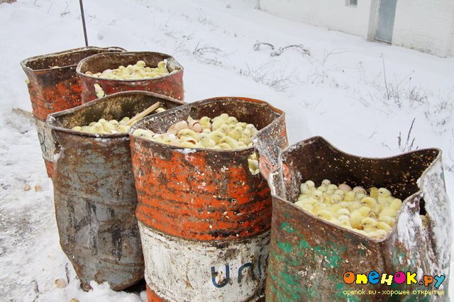 300 000 цыплят выбросили погибать на мороз (4 фото) 300 000 цыплят выбросили погибать на мороз (4 фото)