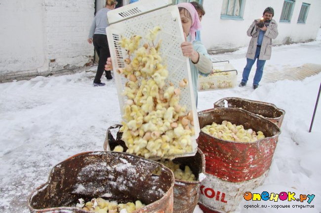 300 000 цыплят выбросили погибать на мороз (4 фото)