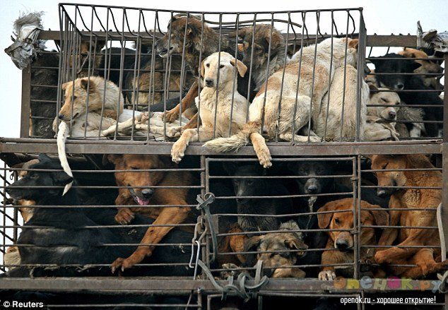 ЖЕСТЬ!!! Кулинарный фестиваль в китайском городе Yulin (11 фото)