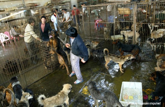 ЖЕСТЬ!!! Кулинарный фестиваль в китайском городе Yulin (11 фото)