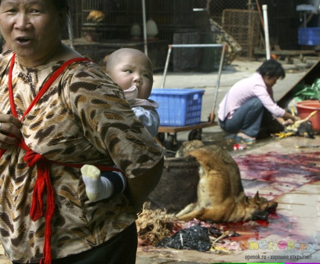 ЖЕСТЬ!!! Кулинарный фестиваль в китайском городе Yulin (11 фото)