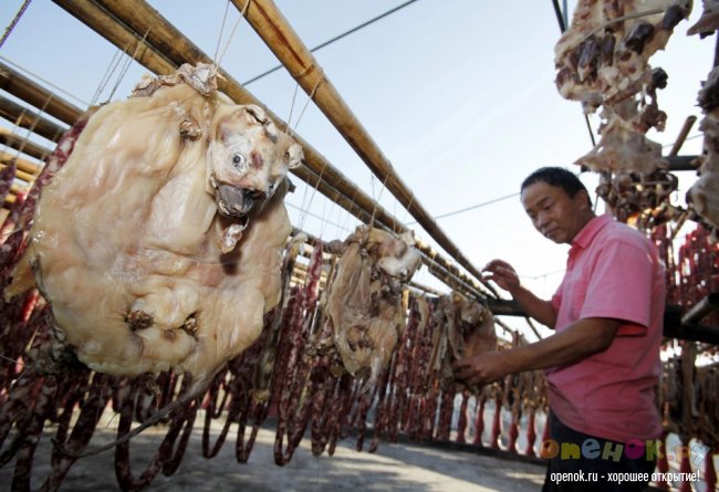 ЖЕСТЬ!!! Кулинарный фестиваль в китайском городе Yulin (11 фото)