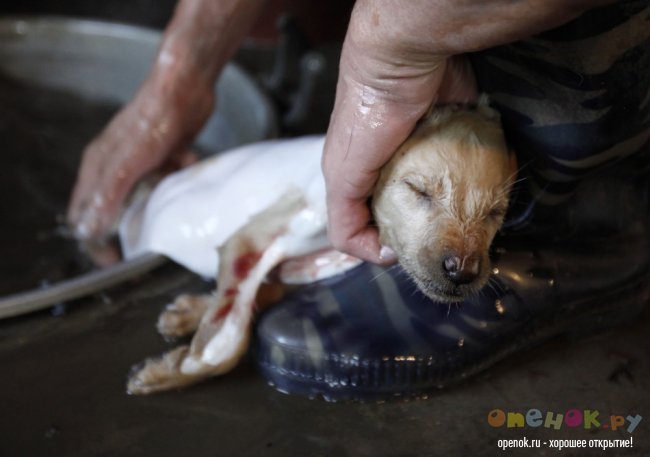 ЖЕСТЬ!!! Кулинарный фестиваль в китайском городе Yulin (11 фото)