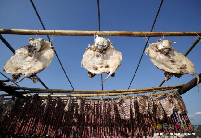 ЖЕСТЬ!!! Кулинарный фестиваль в китайском городе Yulin (11 фото)