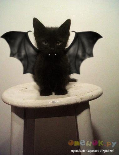 Batcat