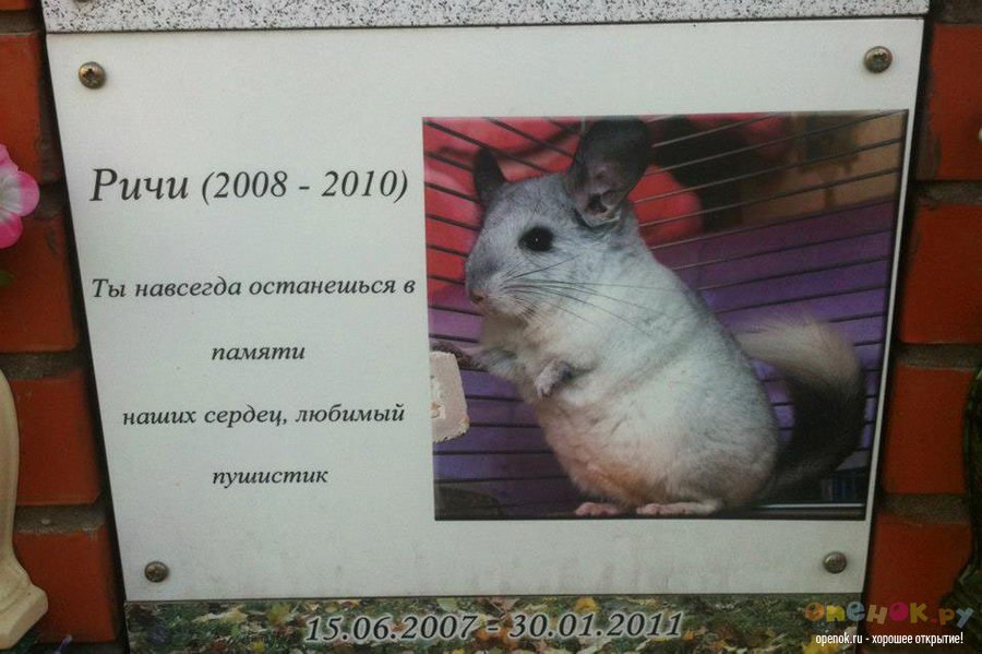 Кладбище домашних животных (24 фото)