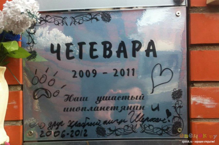 Кладбище домашних животных (24 фото)