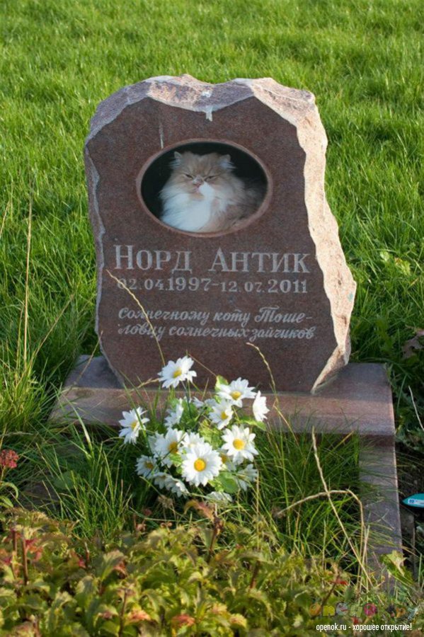 Кладбище домашних животных (24 фото)
